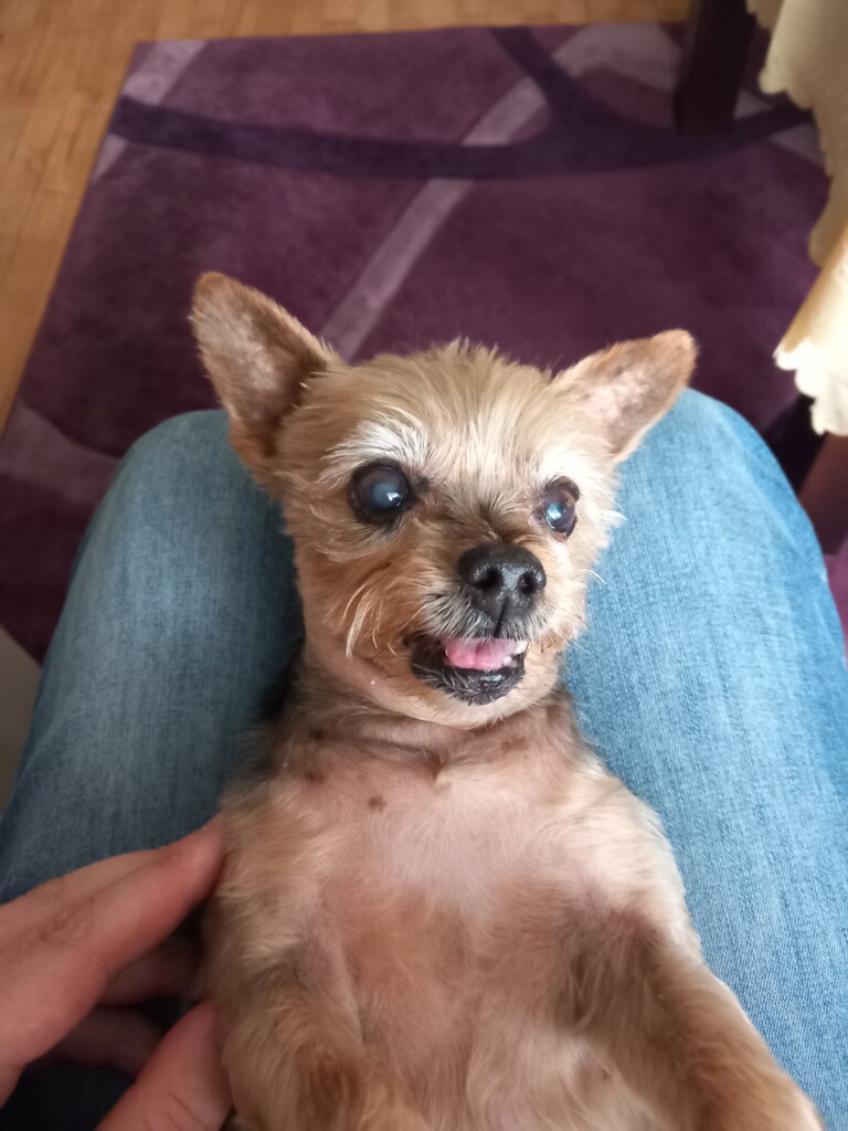 Funny Yorkshire Terrier. Funny looking small dog