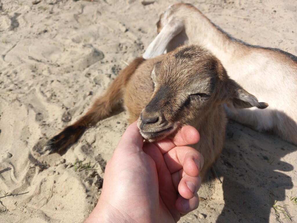 a cute, little, and adorable goat