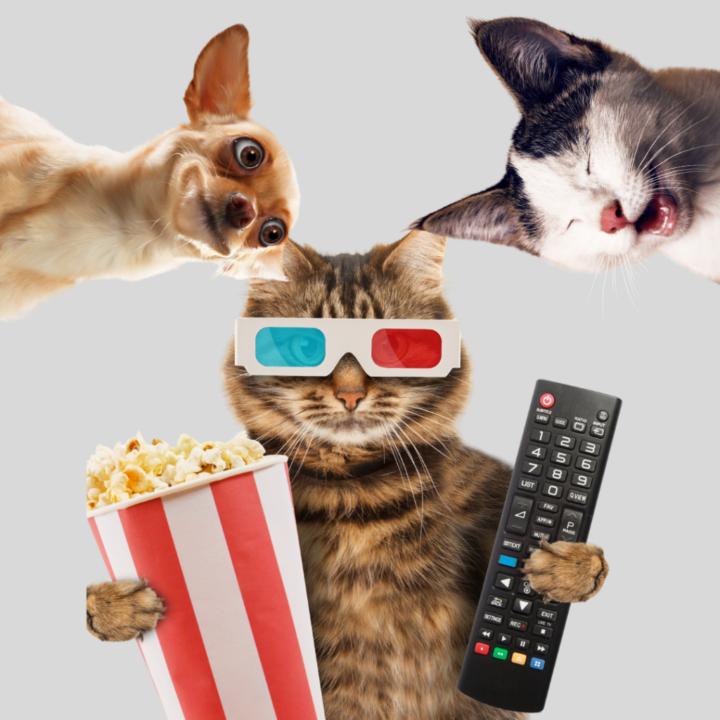 blog about funny animals