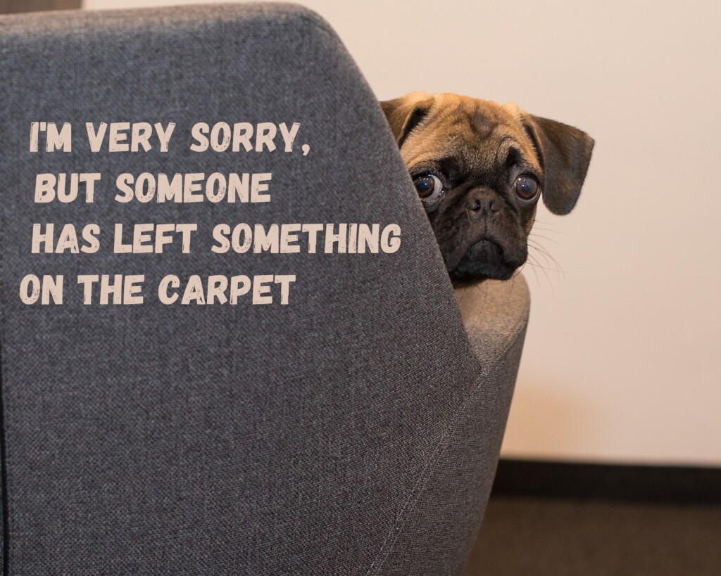 funny dog meme about dog poop